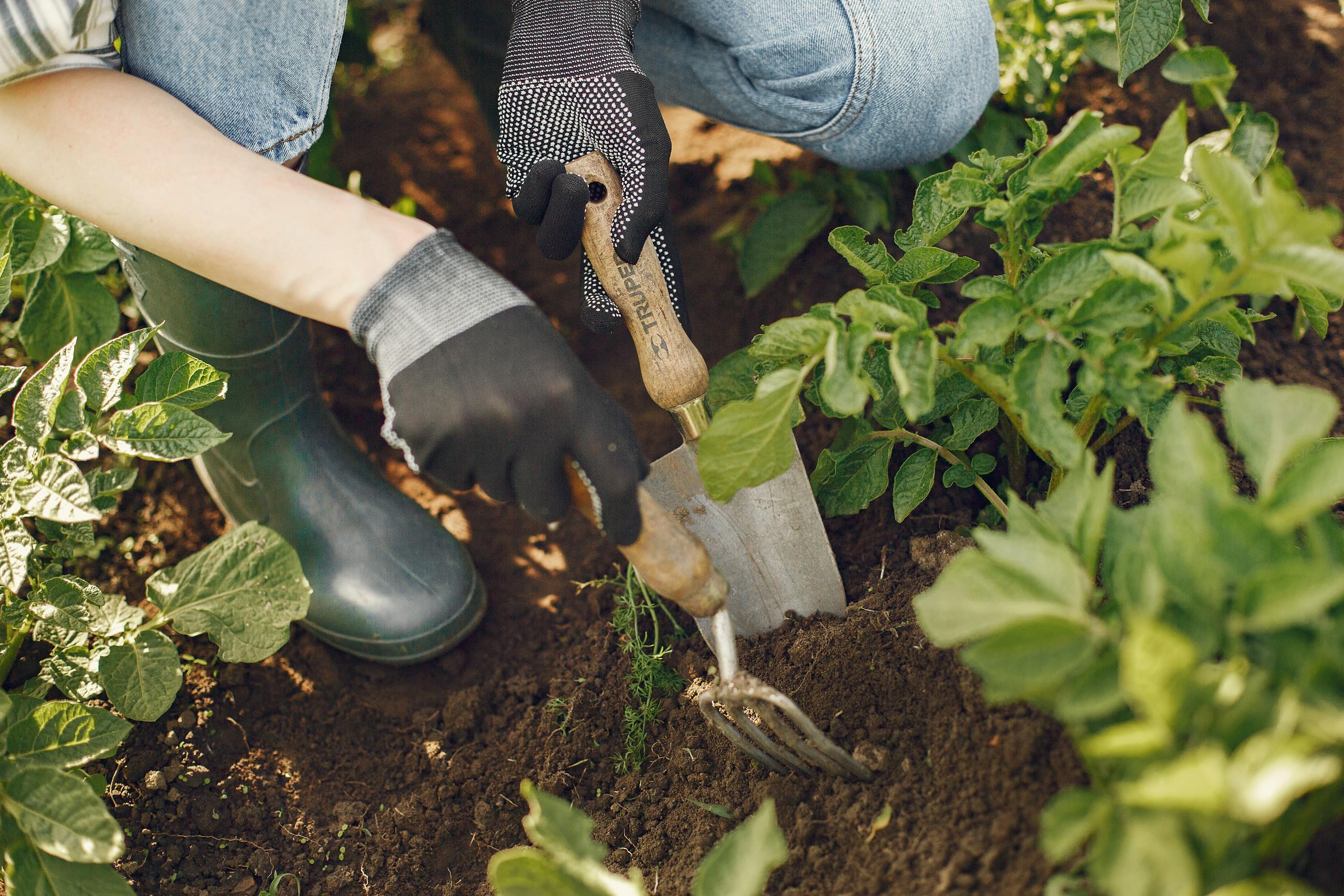 A close-up of a gardener using tools in a lush vegetable garden, illustrating hands-on gardening work.